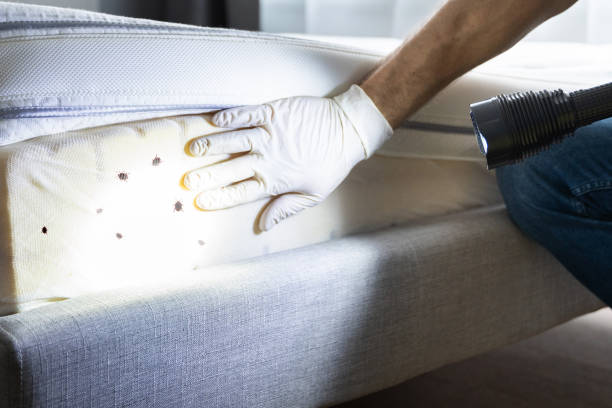 Professional Pest Control in Southgate, KY